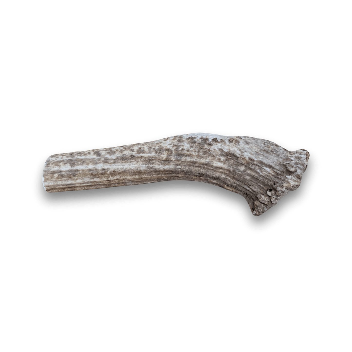 Split Elk Antlers for Dogs