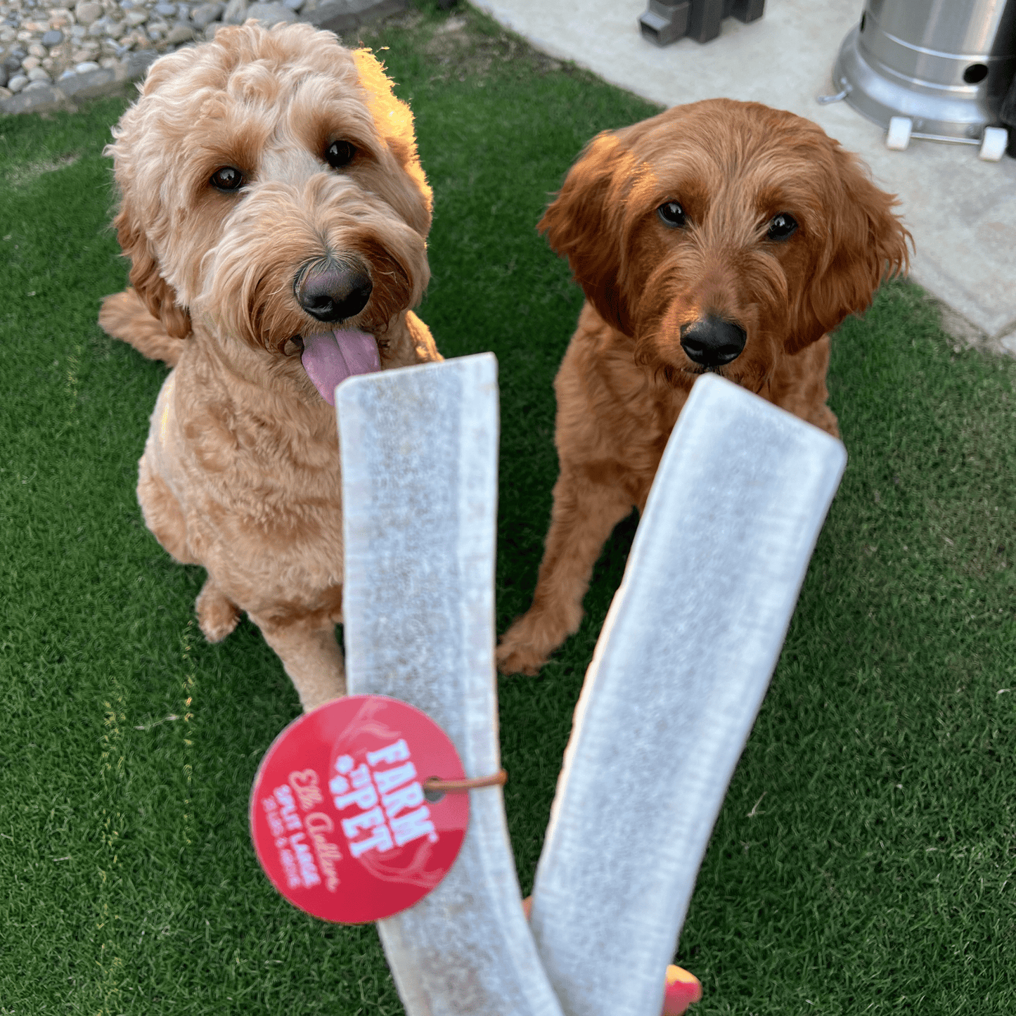 Split Elk Antlers for Dogs