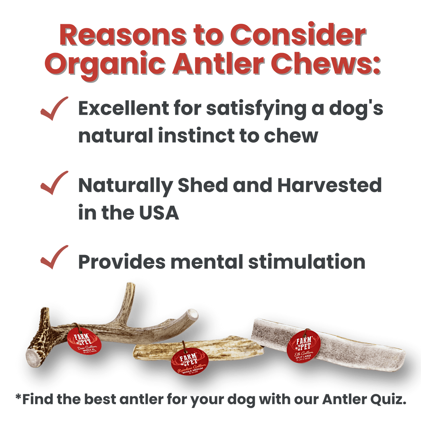 Whole Reindeer Antlers for Dogs