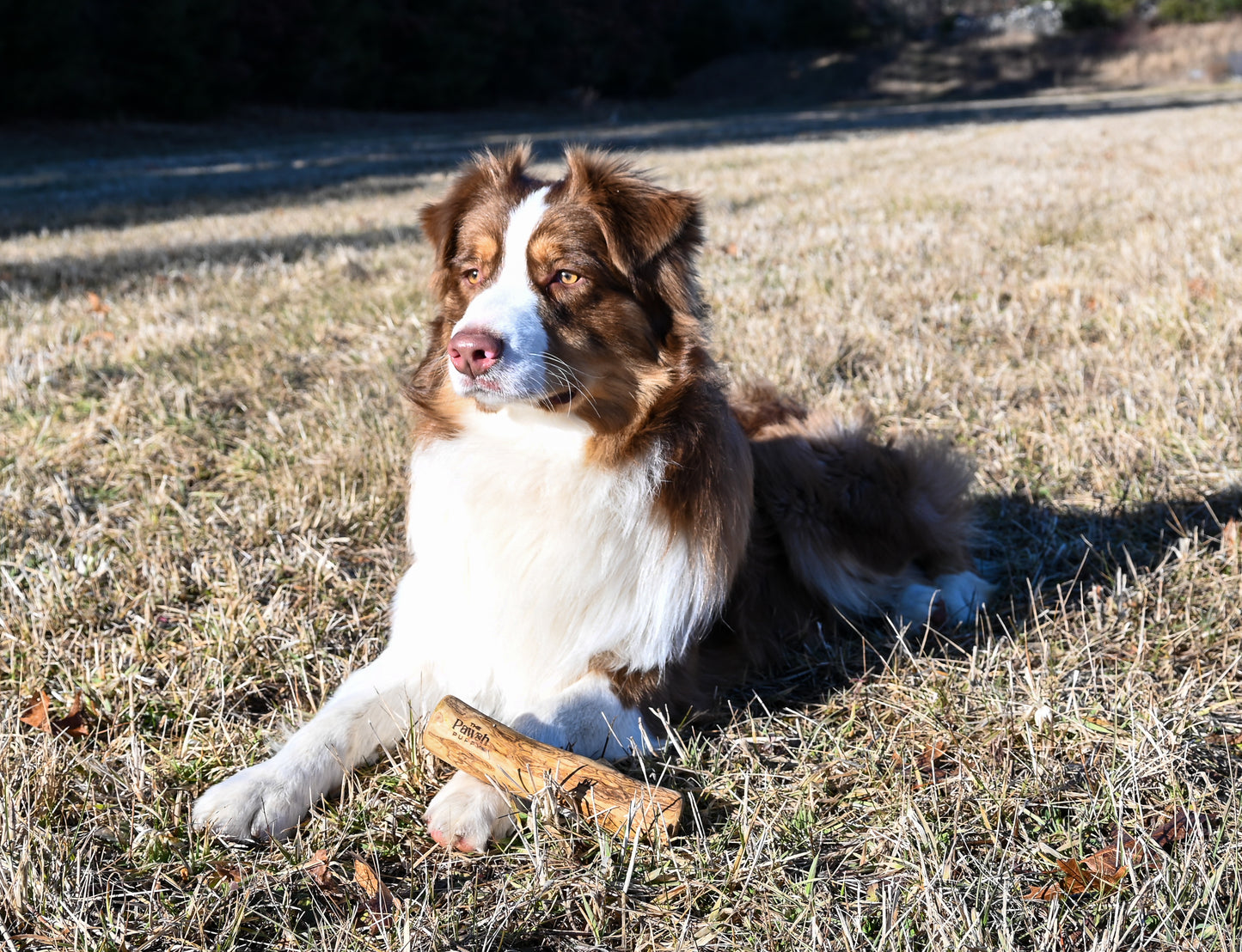 Coffee Wood Chew