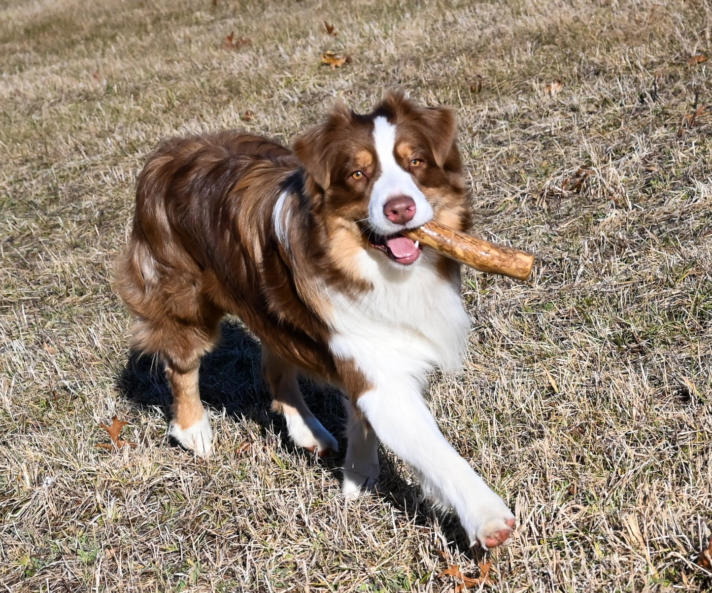 Coffee Wood Chew