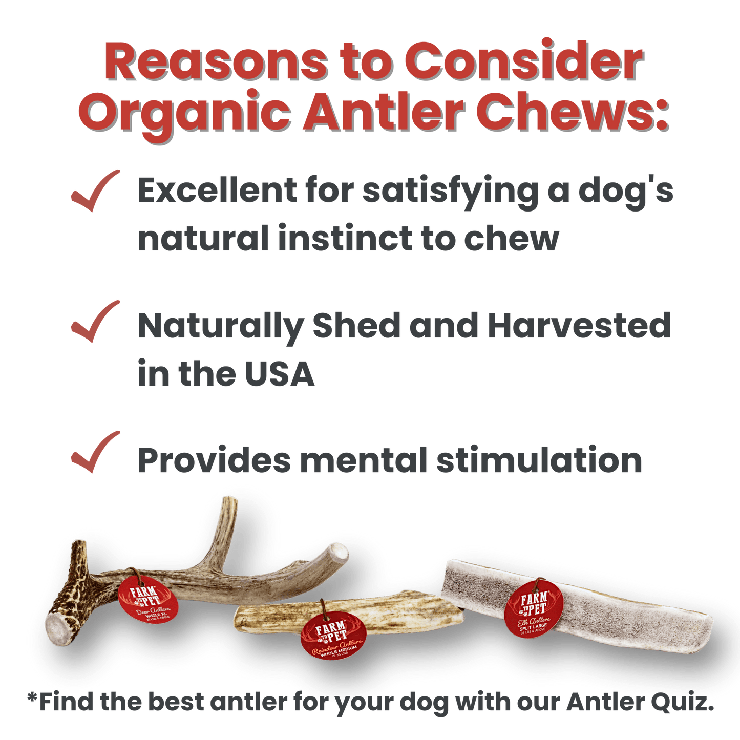 Whole Reindeer Antlers for Dogs