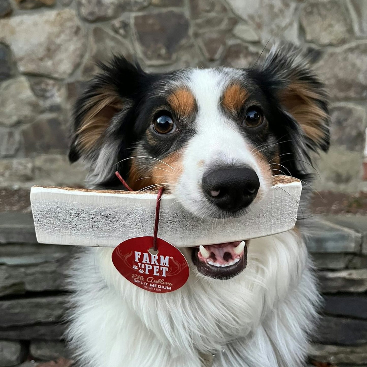 Split Elk Antlers for Dogs